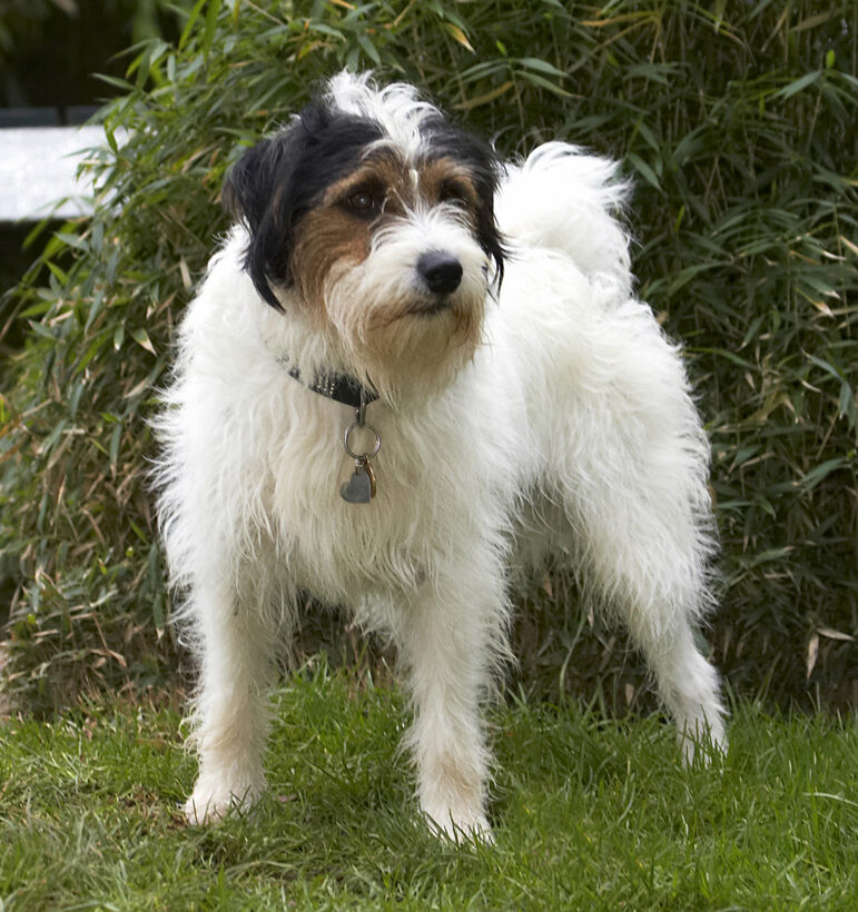 Dog, Dogs, Muki, Parson Russell Terrier, Terriers
