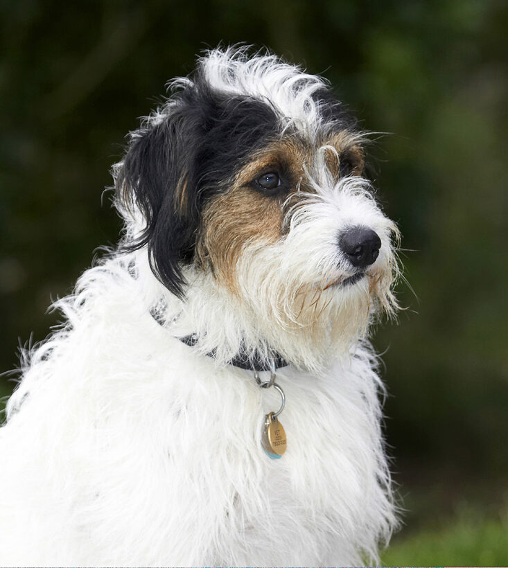 Dog, Dogs, Muki, Parson Russell Terrier, Sitting, St, Terriers
