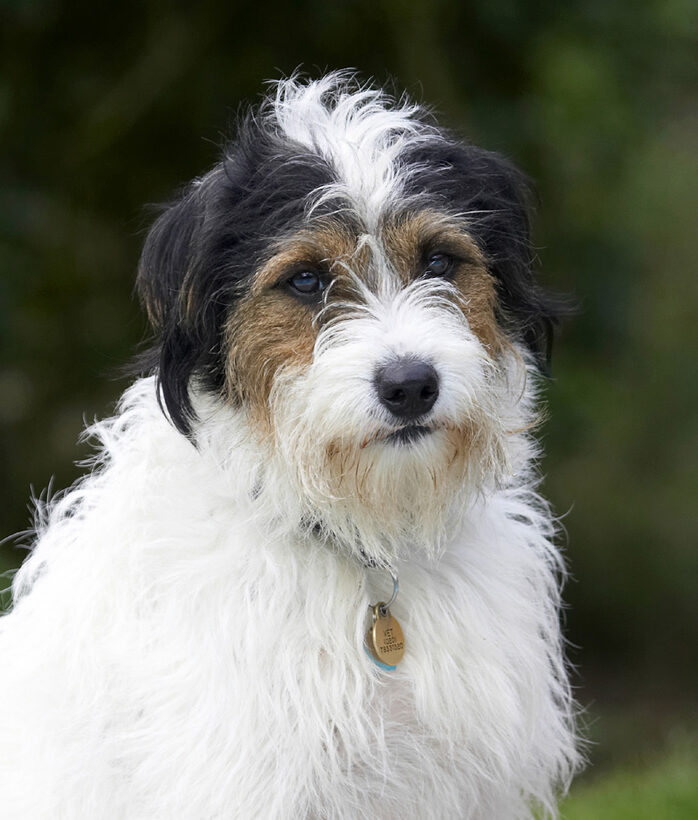 Dog, Dogs, Muki, Parson Russell Terrier, Pose, Posing, Sit, Sitting, Terriers