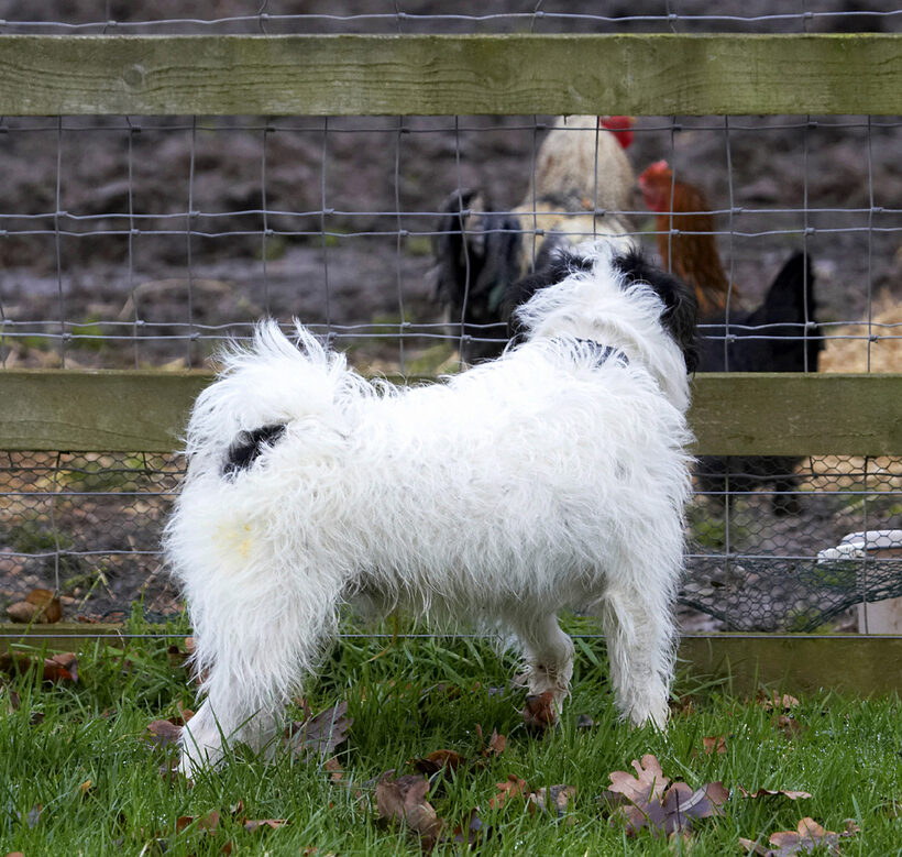 Chickens, Dog, Dogs, Muki, Parson Russell Terrier, Terriers