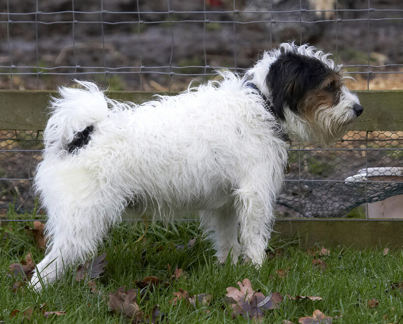 Dog, Dogs, Muki, Parson Russell Terrier, Terriers
