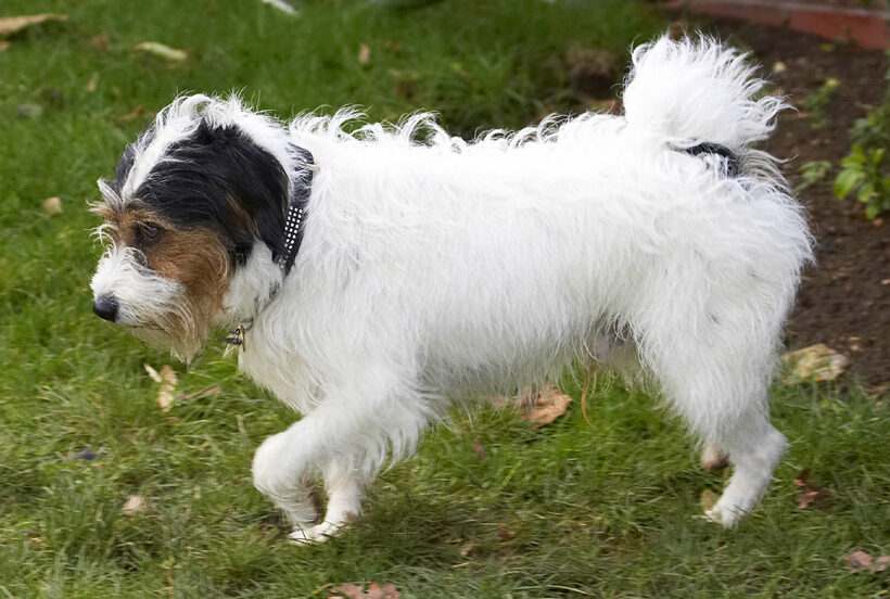 Dog, Dogs, Muki, Parson Russell Terrier, Terriers