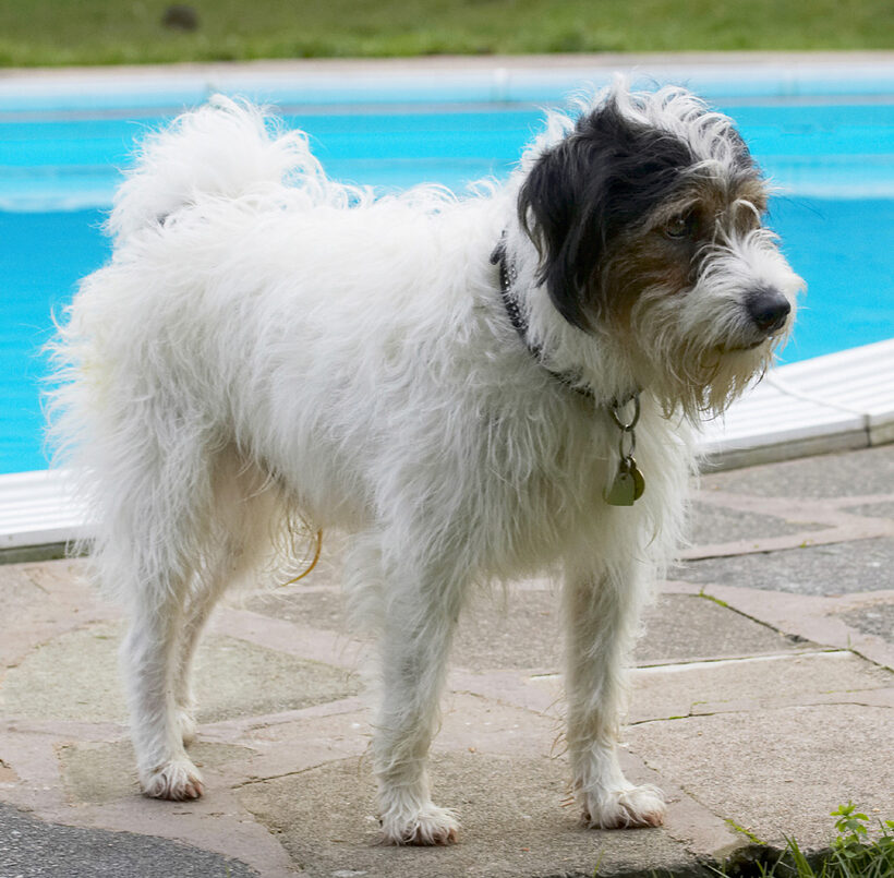 Dog, Dogs, Muki, Parson Russell Terrier, Pool, Stand, Standing, Swim, Swimming, Terriers