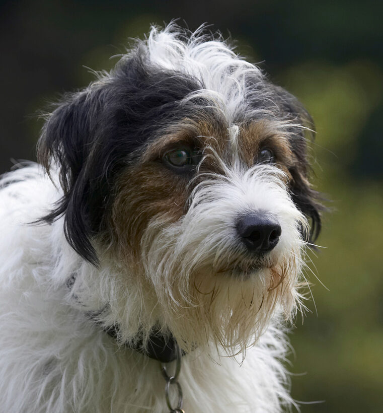 Dog, Dogs, Head, Muki, Parson Russell Terrier, Terriers