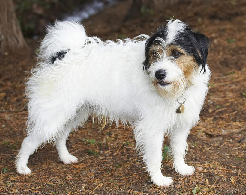 Dog, Dogs, Muki, Parson Russell Terrier, Quizzical, Standing, Terriers