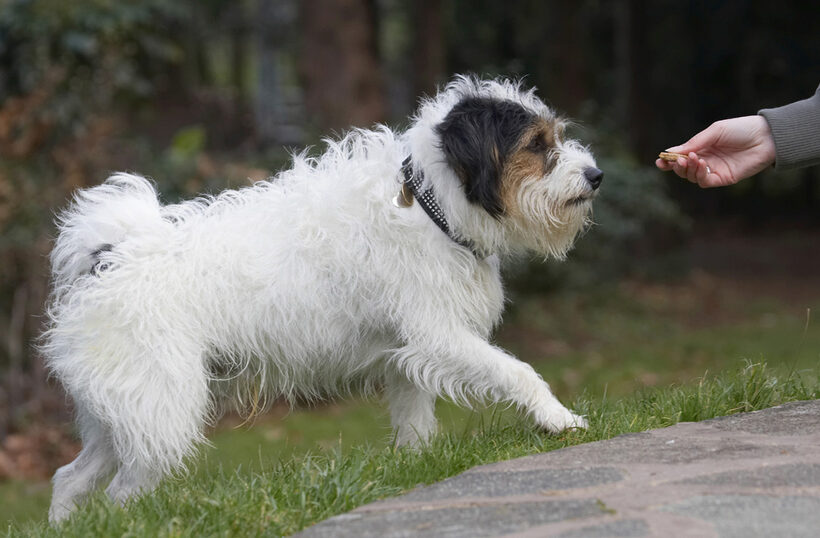 Cookie, Dog, Dogs, Muki, Parson Russell Terrier, Terriers