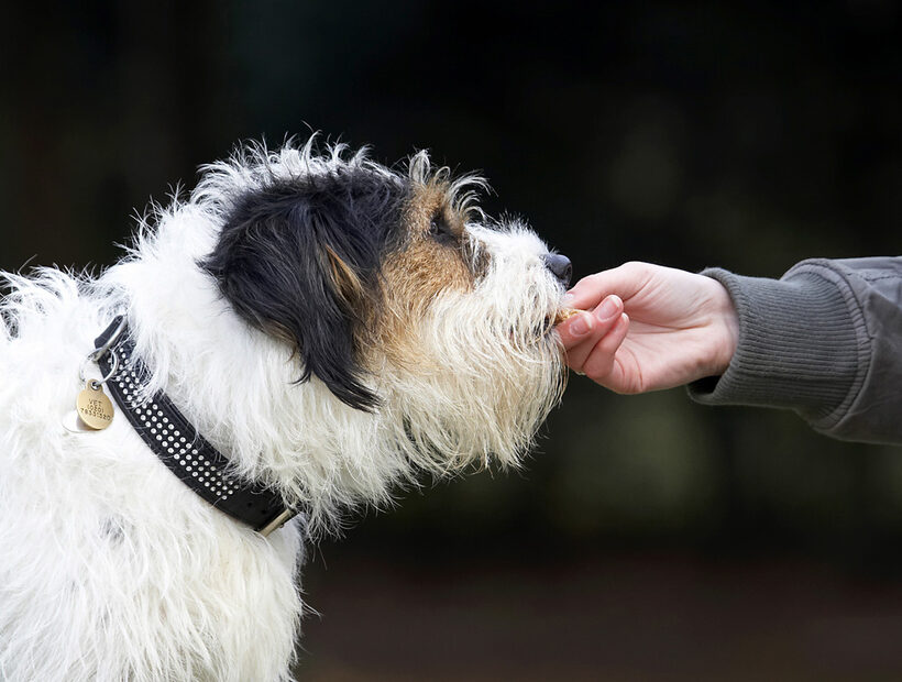 Cookie, Dog, Dogs, Muki, Parson Russell Terrier, Terriers