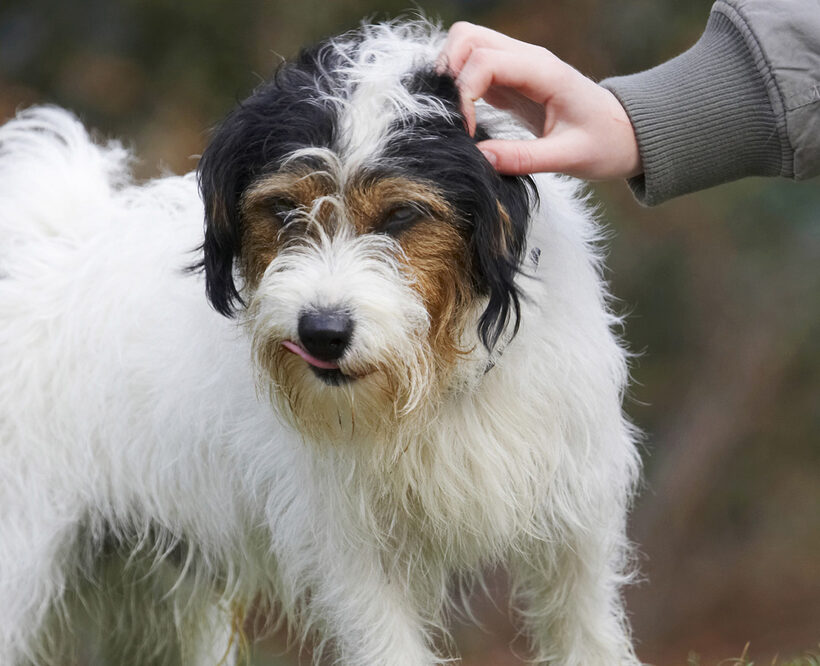 Dog, Dogs, Muki, Parson Russell Terrier, Scratch, Terriers