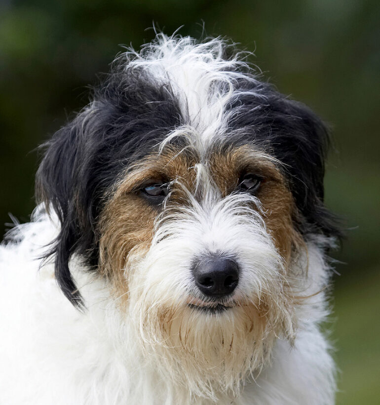 Dog, Dogs, Head, Muki, Parson Russell Terrier, Terriers