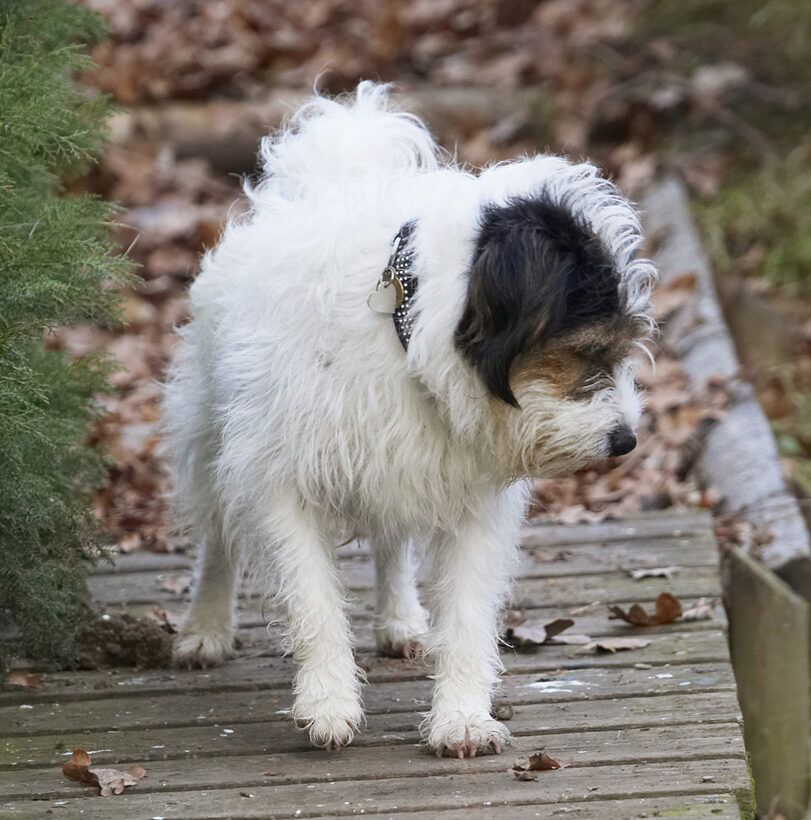 Bridge, Dog, Dogs, Muki, Parson Russell Terrier, Terriers