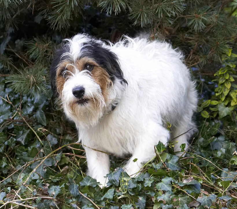 Dog, Dogs, Muki, Parson Russell Terrier, Terriers