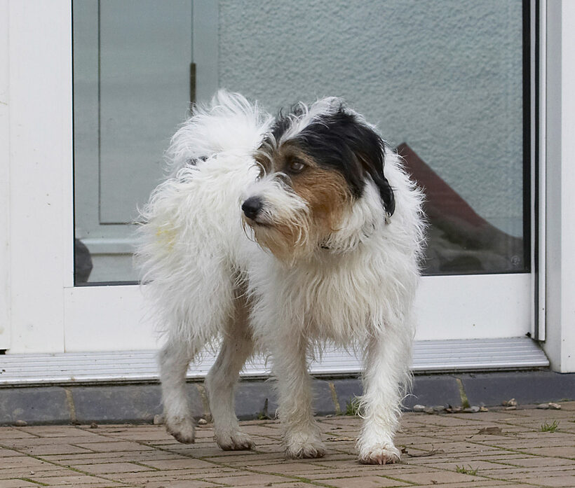Dog, Dogs, Muki, Parson Russell Terrier, Terriers