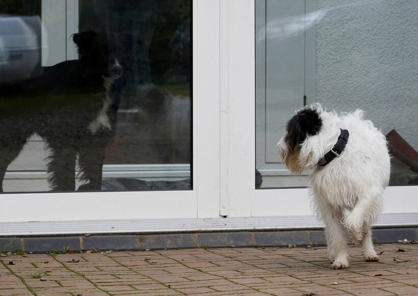 Barney, Border Collie, Collies, Dog, Dogs, House, Muki, Parson Russell Terrier, Terriers