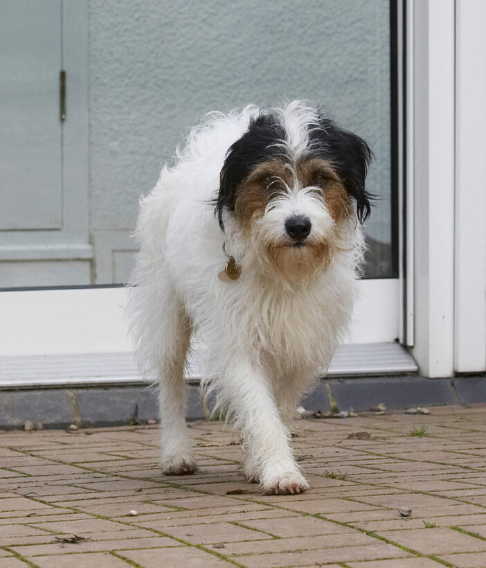 Dog, Dogs, Muki, Parson Russell Terrier, Terriers
