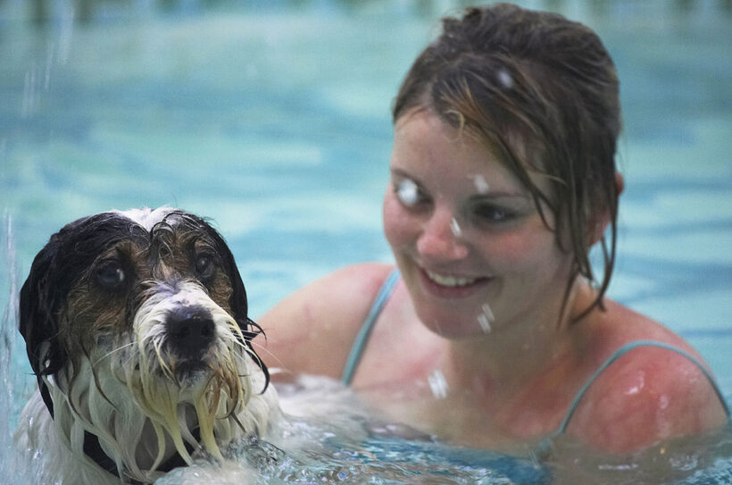 Dog, Dogs, Kate, Muki, Parson Russell Terrier, Play, Playing, Playtime, Pool, Swim, Swimming, Terriers