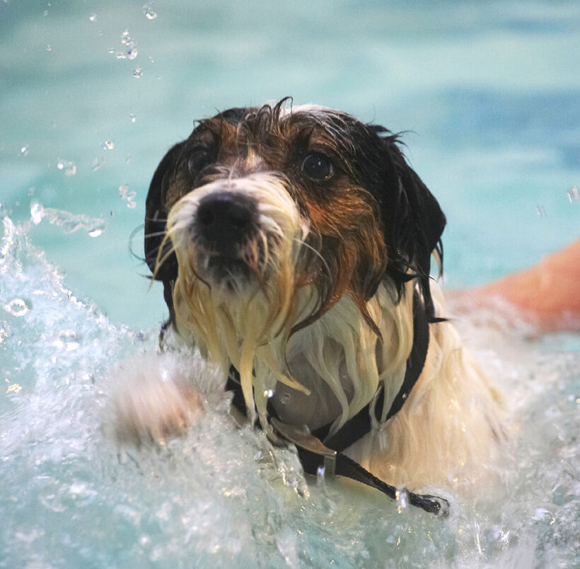 Dog, Dogs, Muki, Parson Russell Terrier, Play, Playing, Playtime, Pool, Splash, Splashing, Swim, Swimming, Terriers