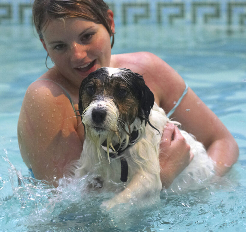 Dog, Dogs, Kate, Muki, Parson Russell Terrier, Play, Playing, Playtime, Pool, Splash, Splashing, Swim, Swimming, Terriers