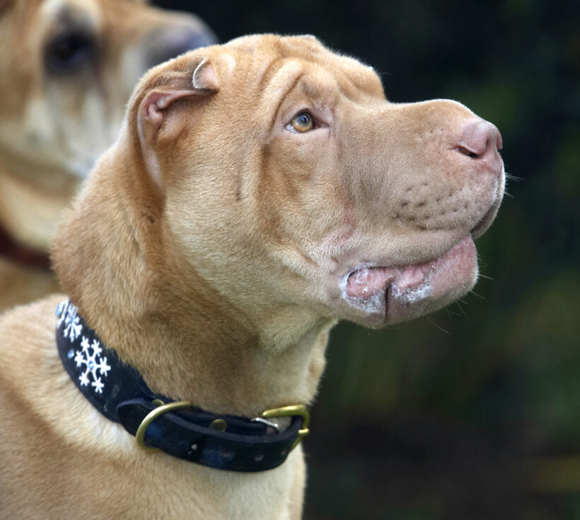 Dog, Dogs, Frosty, Head, Play, Playing, Playtime, Pose, Posing, Shar-pei