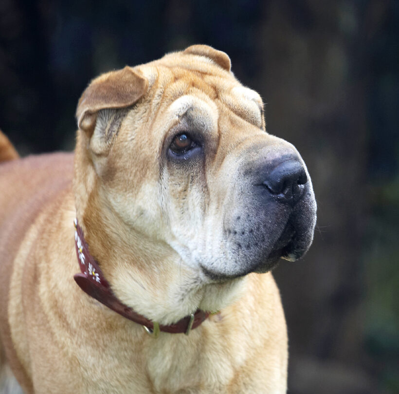 Daisy, Dog, Dogs, Head, Play, Playing, Playtime, Pose, Posing, Shar-pei