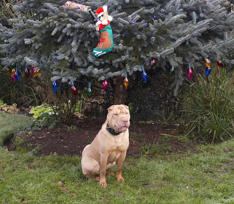 Christmas, Cracker, Dog, Dogs, Frosty, Lights, Play, Playing, Playtime, Presents, Shar-pei, Sit, Sitting, Stocking, Tree