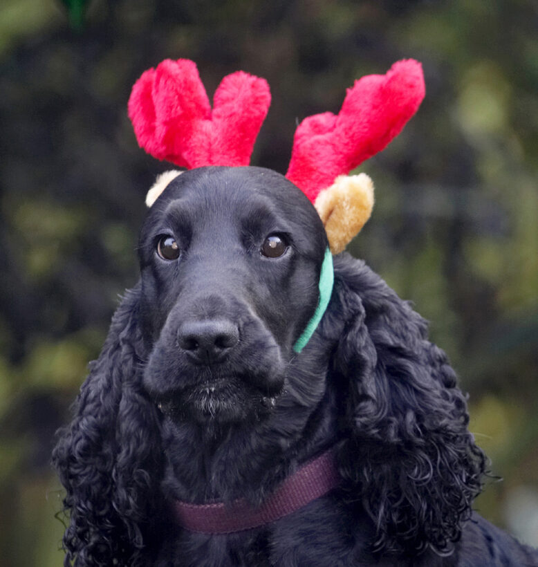 Antlers, Christmas, Cocker, Dog, Dogs, Play, Playing, Playtime, Reindeer, Spaniel, Spaniels, Woody
