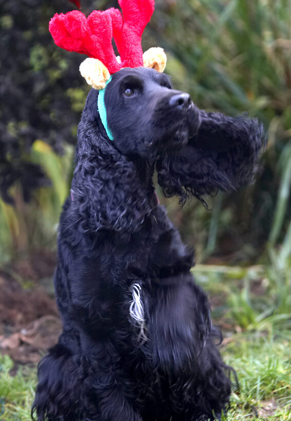 Antlers, Christmas, Cocker, Dog, Dogs, Play, Playing, Playtime, Reindeer, Spaniel, Spaniels, Woody