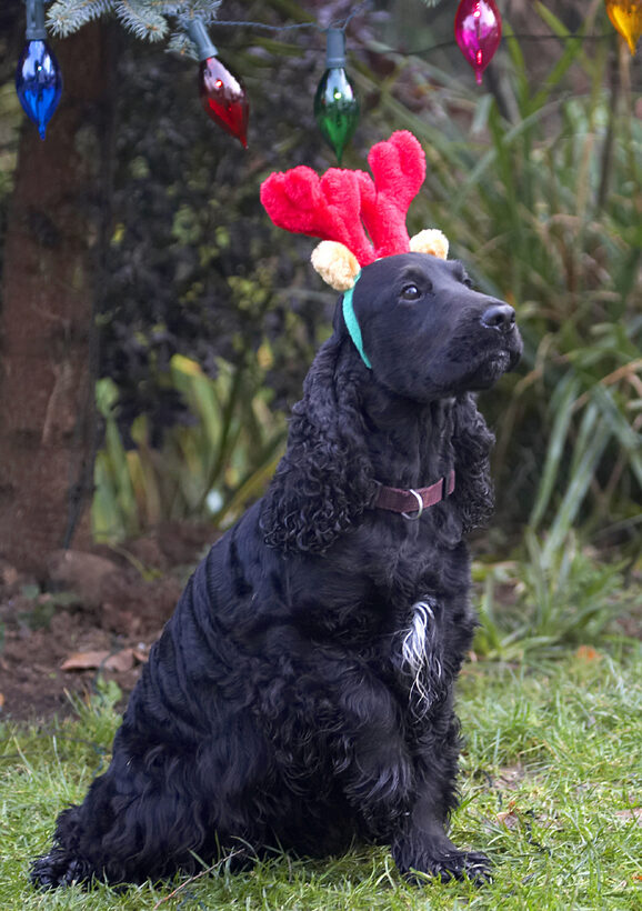 Antlers, Christmas, Cocker, Dog, Dogs, Lights, Play, Playing, Playtime, Reindeer, Sit, Sitting, Spaniel, Spaniels, Woody