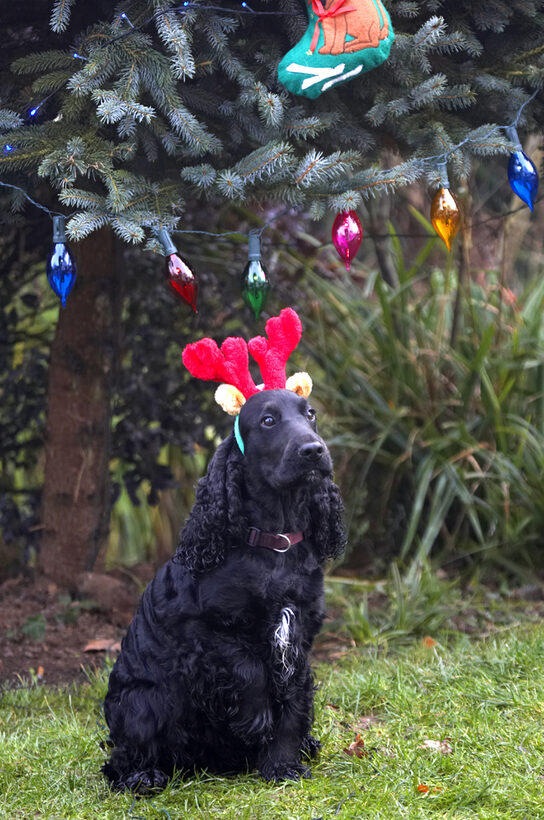 Antlers, Christmas, Cocker, Dog, Dogs, Lights, Play, Playing, Playtime, Reindeer, Sit, Sitting, Spaniel, Spaniels, Tree, Woody