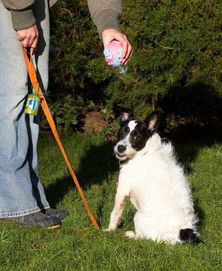 Ball, Dog, Dogs, Jack Russell Terrier, Play, Playing, Playtime, Ringo, Terriers
