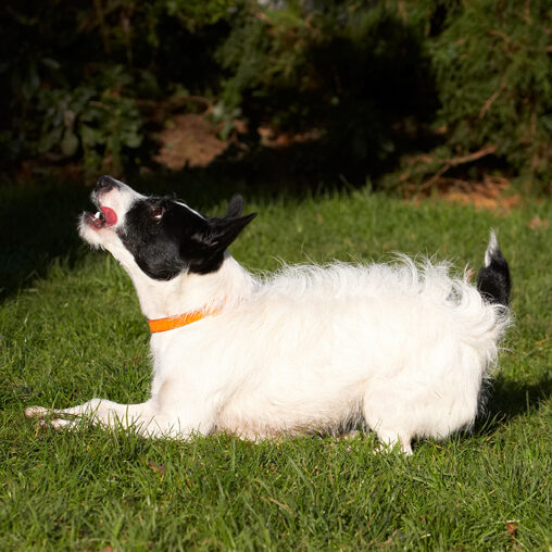 Dog, Dogs, Jack Russell Terrier, Play, Playing, Playtime, Ringo, Terriers