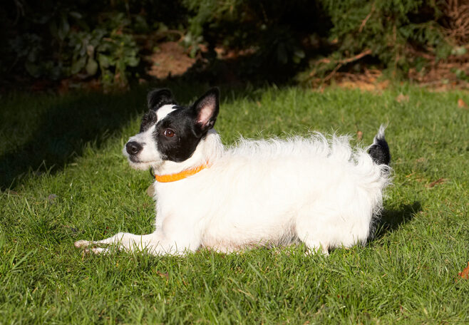 Dog, Dogs, Jack Russell Terrier, Play, Playing, Playtime, Ringo, Terriers