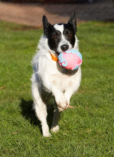 Ball, Dog, Dogs, Jack Russell Terrier, Leap, Leaping, Play, Playing, Playtime, Ringo, Run, Running, Terriers