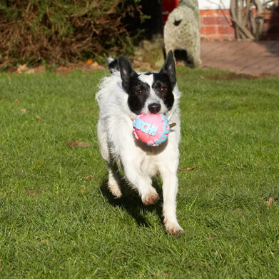 Ball, Dog, Dogs, Jack Russell Terrier, Play, Playing, Playtime, Ringo, Run, Running, Terriers