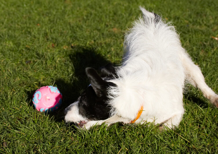 Ball, Dog, Dogs, Jack Russell Terrier, Play, Playing, Playtime, Ringo, Terriers