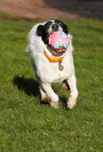 Ball, Dog, Dogs, Jack Russell Terrier, Play, Playing, Playtime, Ringo, Run, Running, Terriers
