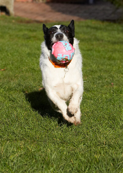 Ball, Dog, Dogs, Jack Russell Terrier, Leap, Leaping, Play, Playing, Playtime, Ringo, Run, Running, Terriers