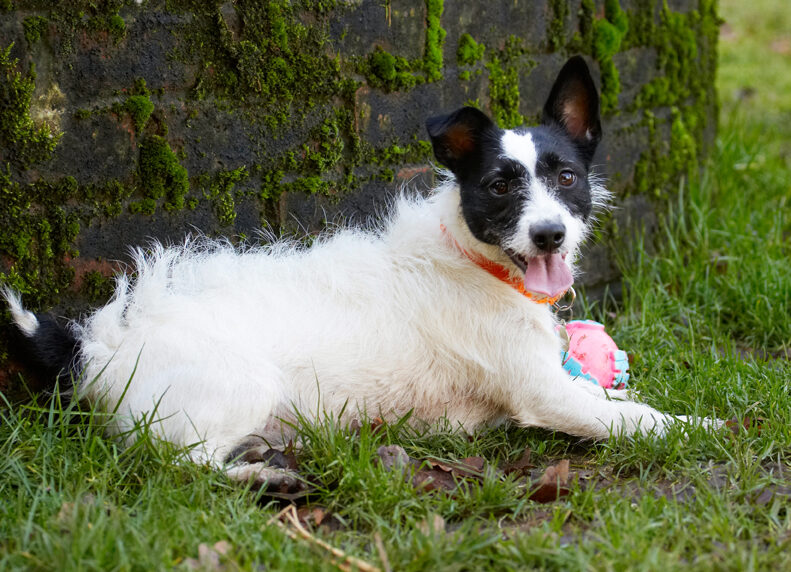 Ball, Dog, Dogs, Jack Russell Terrier, Lying, Play, Playing, Playtime, Rest, Resting, Ringo, Terriers, Tongue