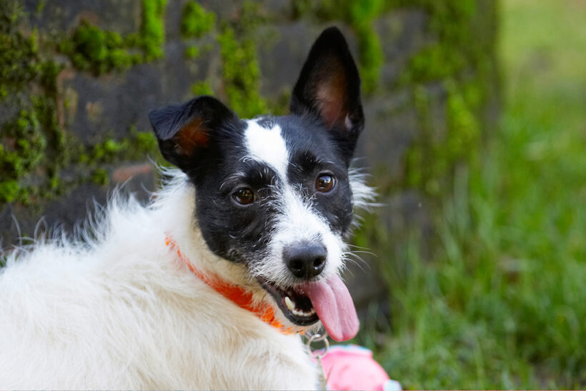 Ball, Dog, Dogs, Head, Jack Russell Terrier, Play, Playing, Playtime, Ringo, Terriers, Tongue