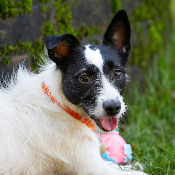 Ball, Dog, Dogs, Head, Jack Russell Terrier, Lying, Play, Playing, Playtime, Rest, Resting, Ringo, Terriers, Tongue