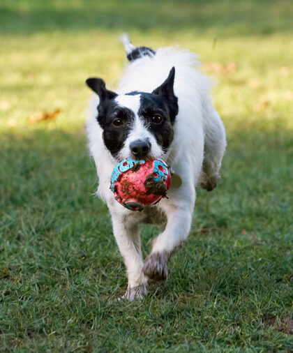 Ball, Dog, Dogs, Jack Russell Terrier, Play, Playing, Playtime, Ringo, Run, Running, Terriers