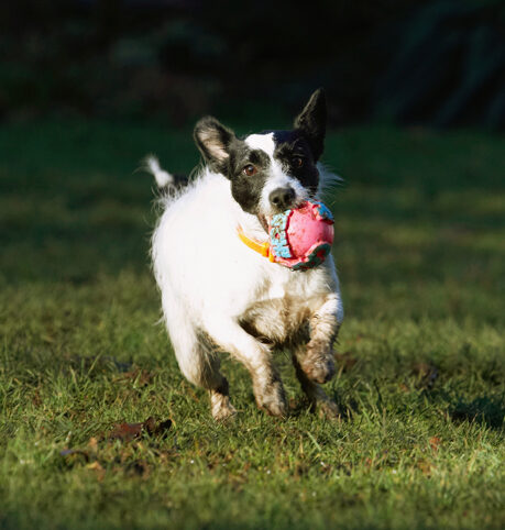 Ball, Dog, Dogs, Jack Russell Terrier, Play, Playing, Playtime, Ringo, Run, Running, Terriers