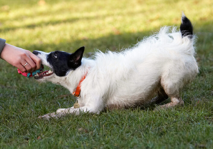 Ball, Dog, Dogs, Jack Russell Terrier, Play, Playing, Playtime, Ringo, Terriers, Tug-o-war