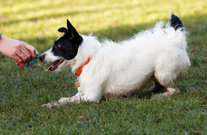 Ball, Dog, Dogs, Jack Russell Terrier, Play, Playing, Playtime, Ringo, Terriers