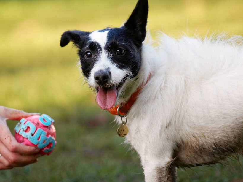 Ball, Dog, Dogs, Jack Russell Terrier, Play, Playing, Playtime, Ringo, Terriers, Tongue