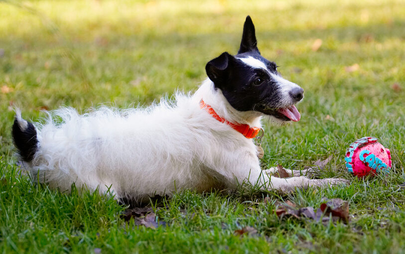 Ball, Dog, Dogs, Jack Russell Terrier, Lying, Play, Playing, Playtime, Rest, Resting, Ringo, Terriers, Tongue