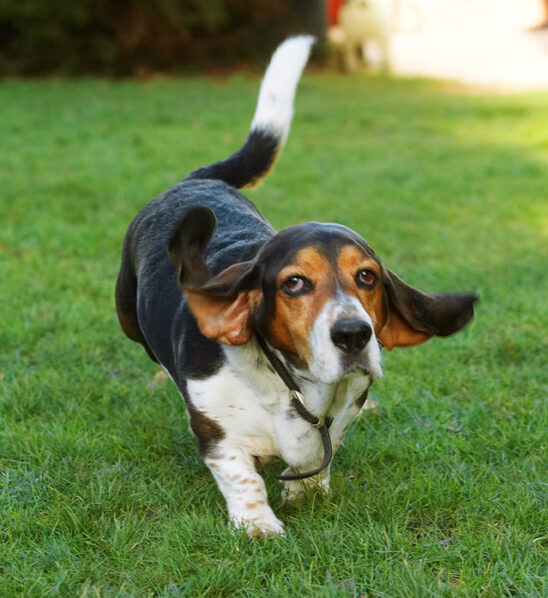 Bassett, Dog, Dogs, Hound, Hounds, Humph, Humphrey, Play, Playing, Playtime
