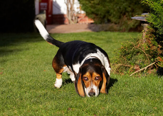 Bassett, Dog, Dogs, Hound, Hounds, Humph, Humphrey, Play, Playing, Playtime