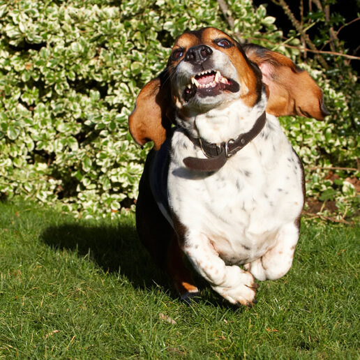 Bassett, Dog, Dogs, Hound, Hounds, Humph, Humphrey, Play, Playing, Playtime, Run, Running