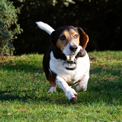 Bassett, Dog, Dogs, Hound, Hounds, Humph, Humphrey, Play, Playing, Playtime, Run, Running