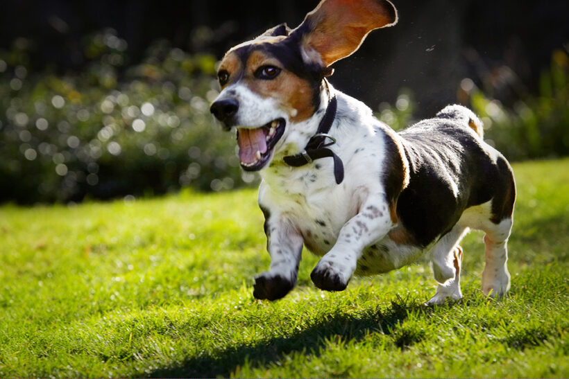 Bassett, Dog, Dogs, Hound, Hounds, Humph, Humphrey, Leap, Leaping, Play, Playing, Playtime, Run, Running